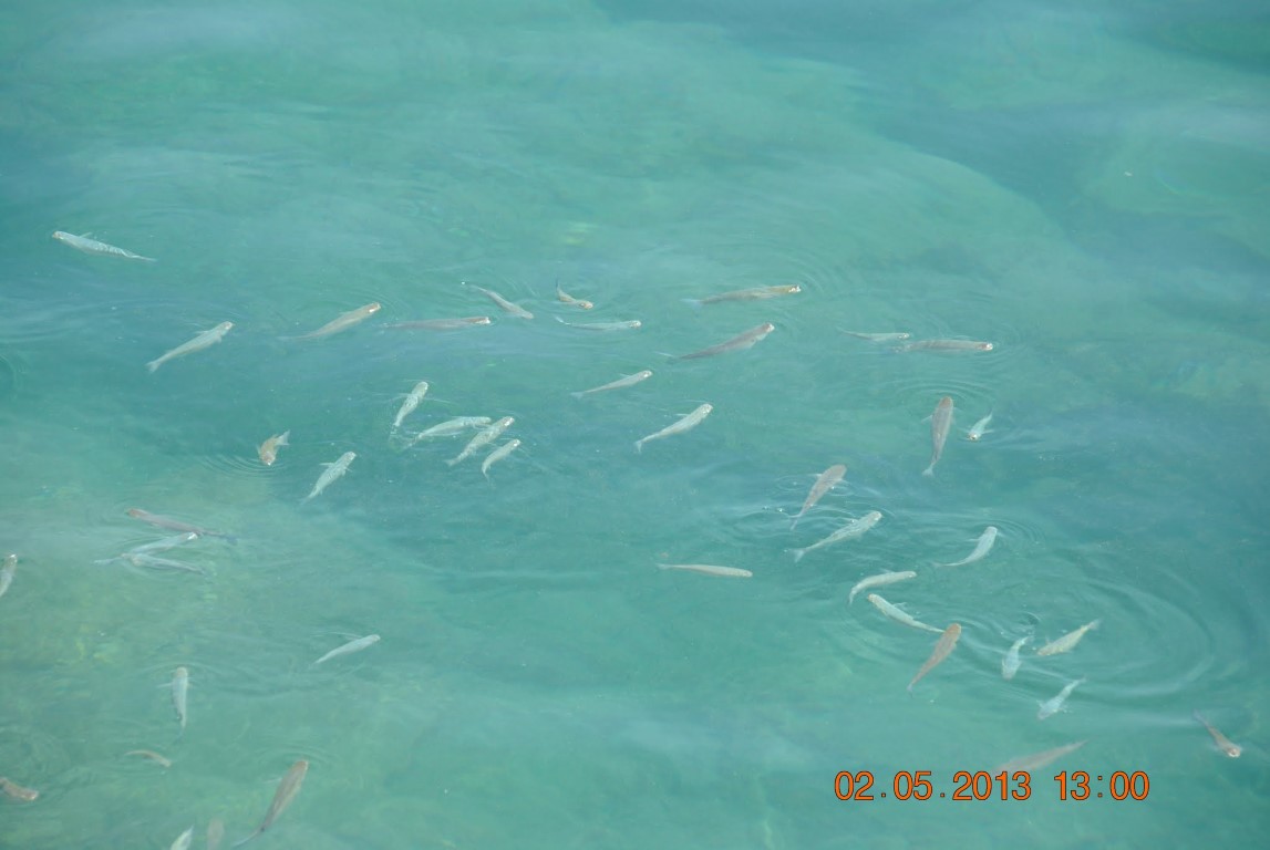 imagini hotel WATERPLANET DELUXE AQUAPARK ALANYA